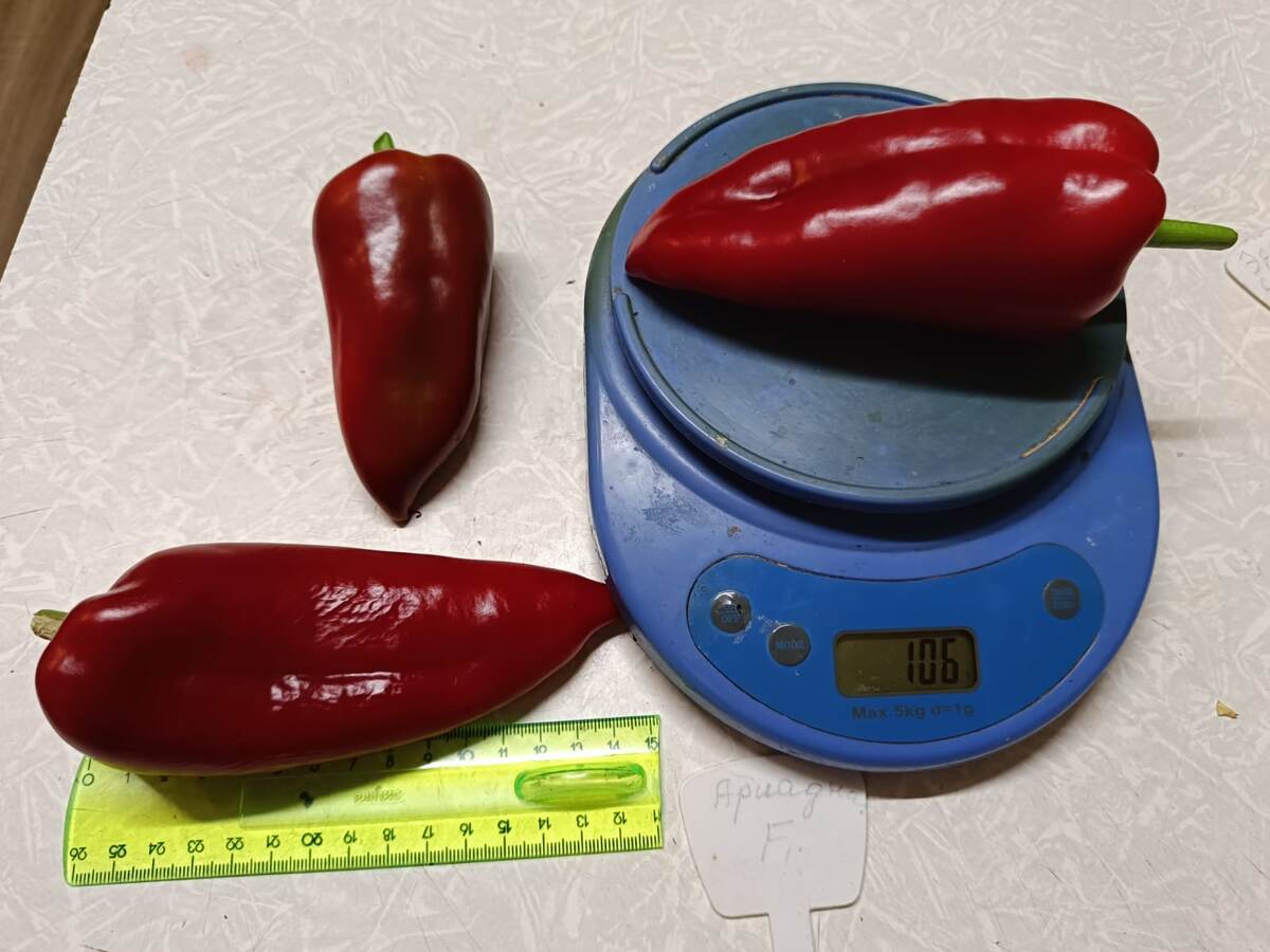 Перец ссладкий Ариадни F1. Фото автора