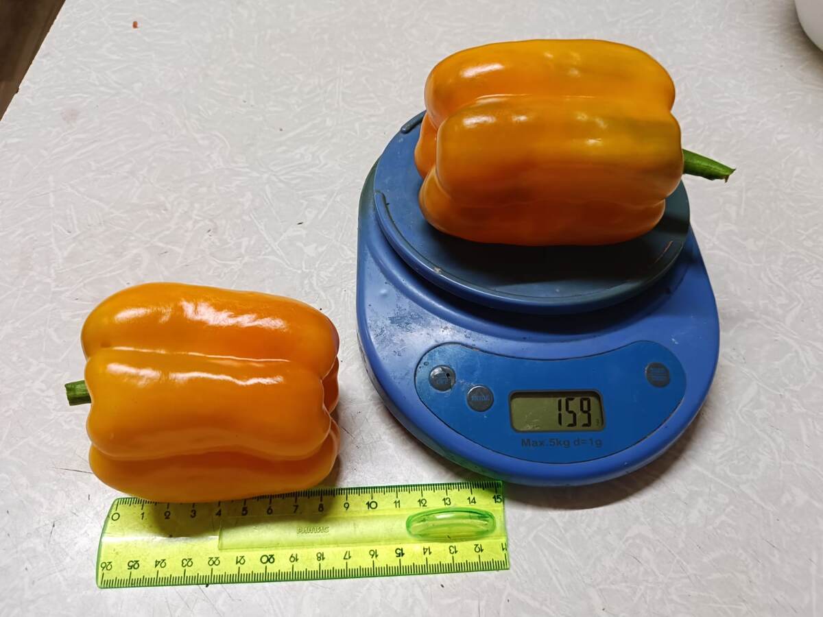 Перец сладкий Эрли Сансейшн F1. Фото автора