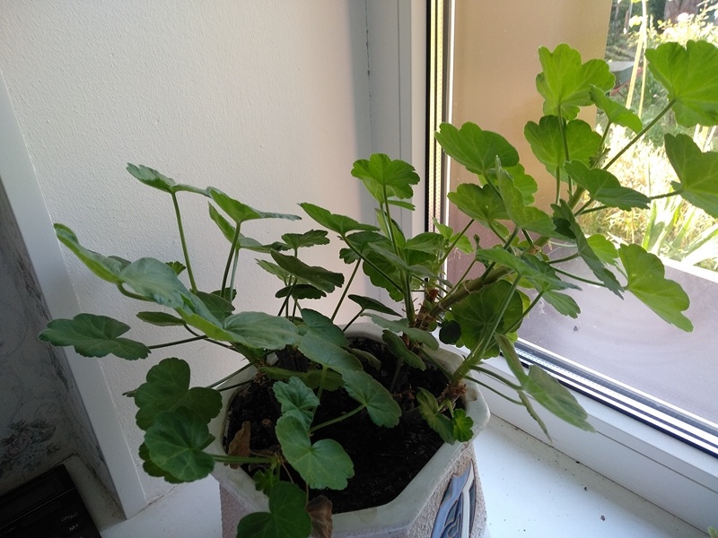 Пеларгония наращивает стебли