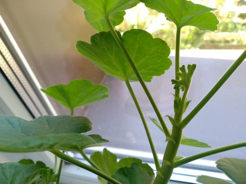 Побег розецветной пеларгонии