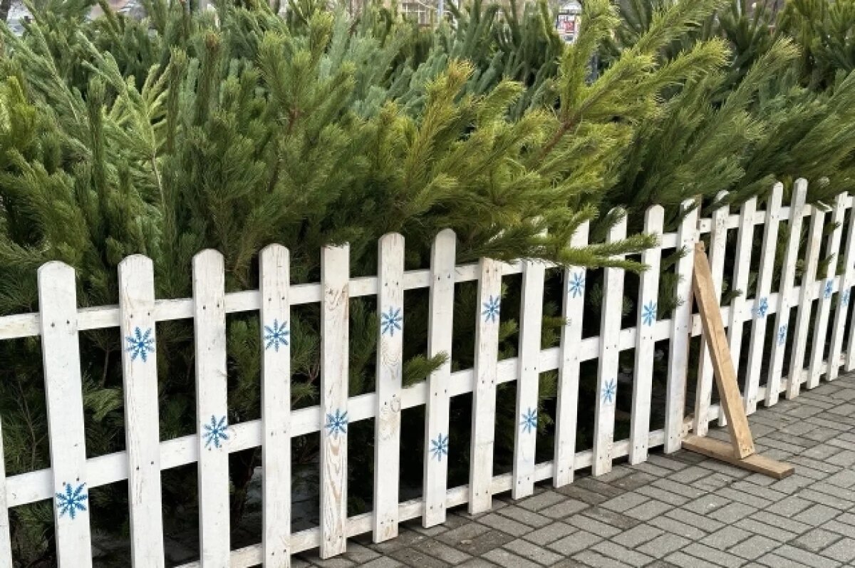    На Соборной площади будет стоять новая 18-метровая елка за 10 млн рублей