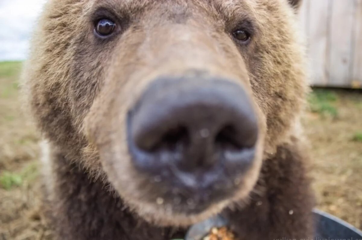    На женщину-водителя, сбившую медвежонка в Сочи, не стали заводить дело