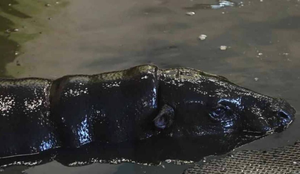     Ева. Источник: ural.kp.ru Автор фото: Ольга Юшкова