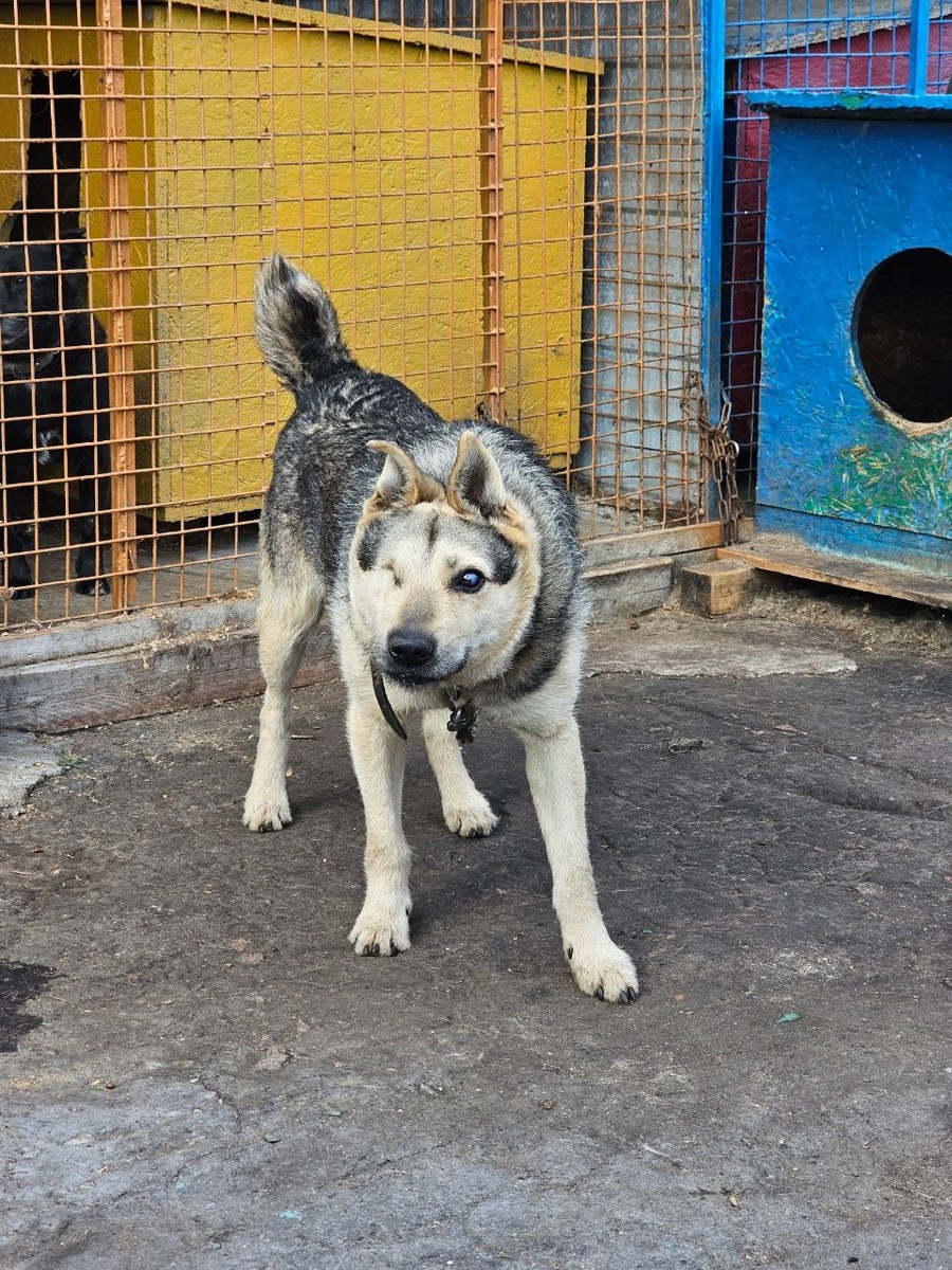 Чуть не погиб, замерзая в сугробе...