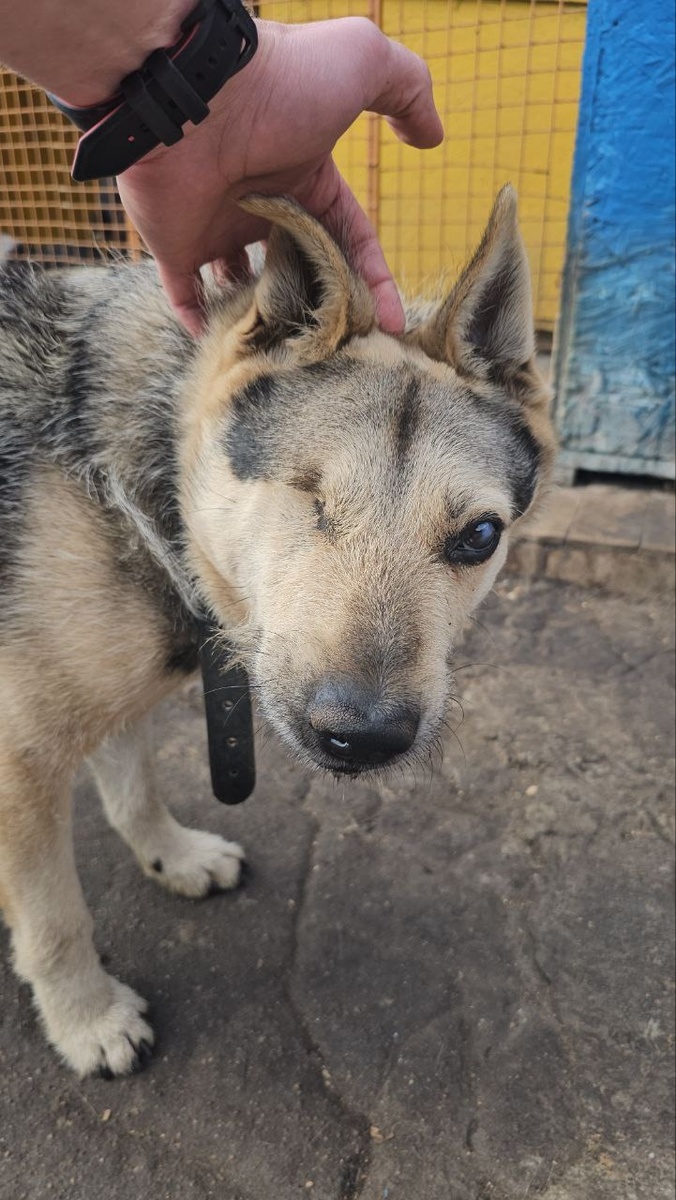 Всё, о чём он мечтает, — это тёплый дом и человек...
