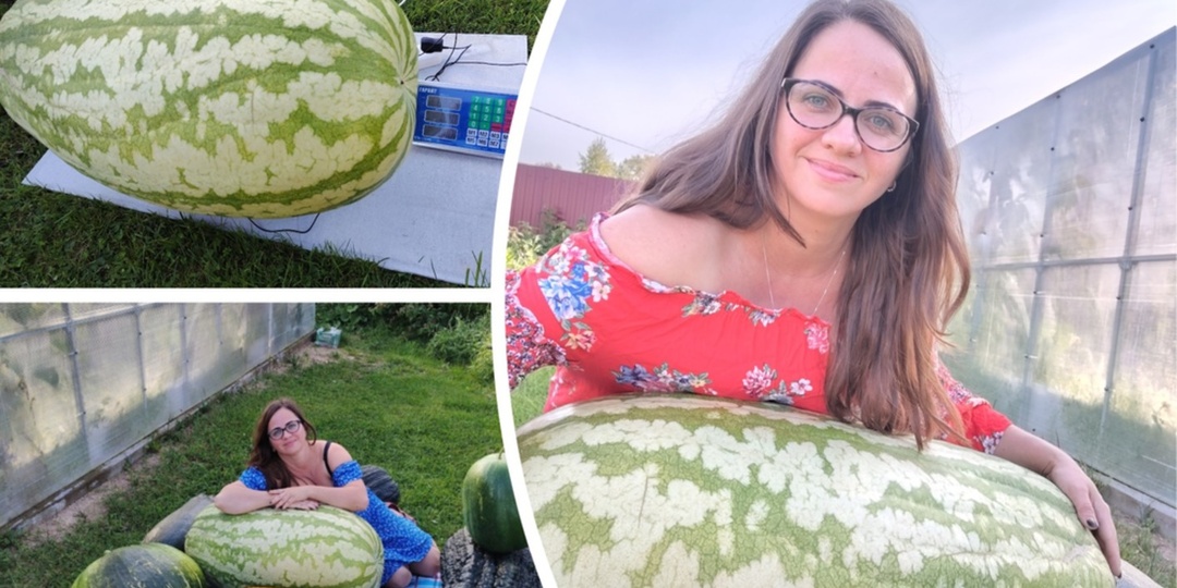 Жительница Рыбинска вырастила гигантский арбуз