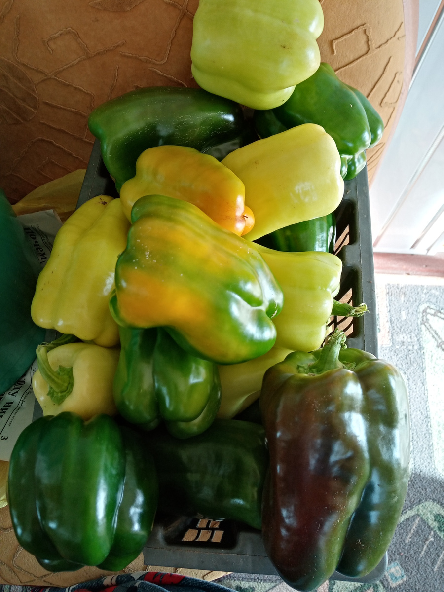 перцев наросло много/фото автора