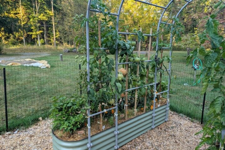 Помидоры, растущие на приподнятой грядке