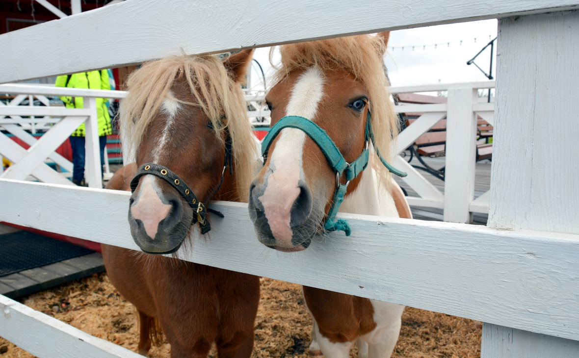 Фото: Пресс-служба минсельхоза Челябинской области