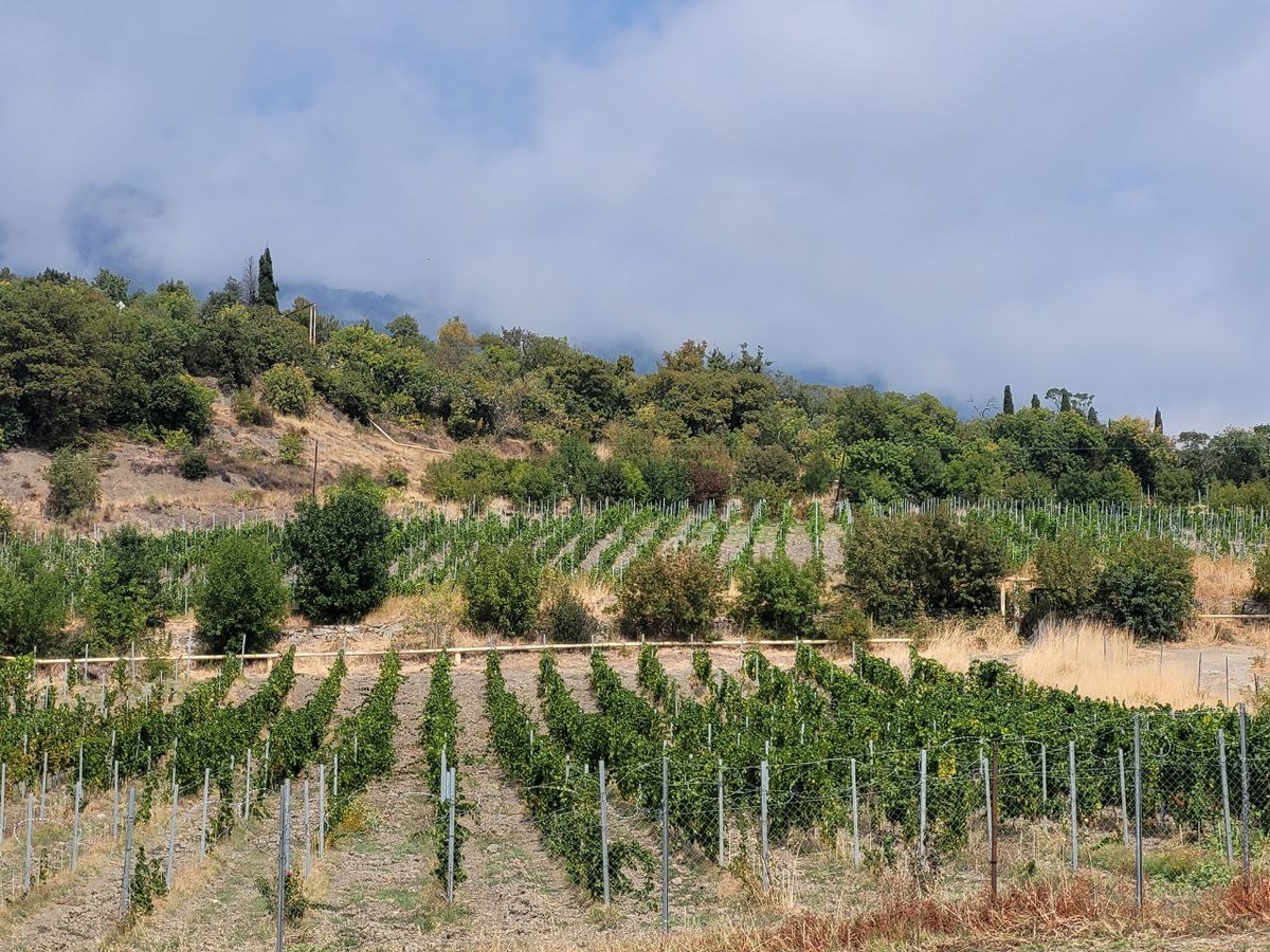 Виноградники в Отрадном. Совсем рядом -- Магарач