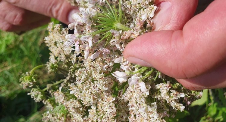    Фото: Служба по работе со средствами массовой информации филиала ФГБУ «Россельхозцентр» по Ленинградской, Мурманской областям и Республике Карелия