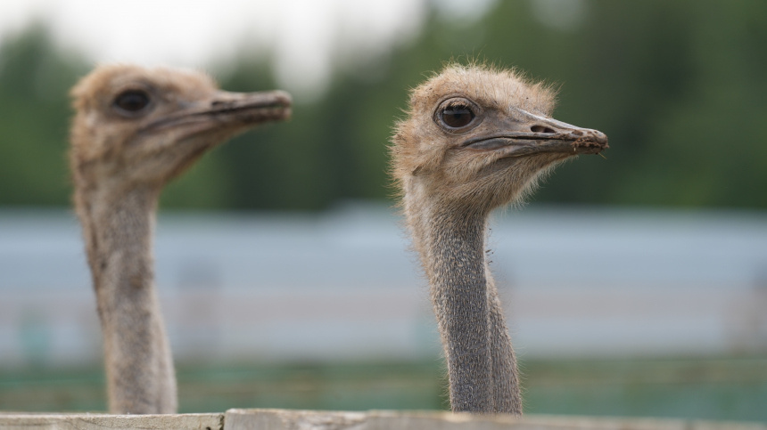    Фото: ИЗВЕСТИЯ/Дмитрий Коротаев; 5-tv.ru