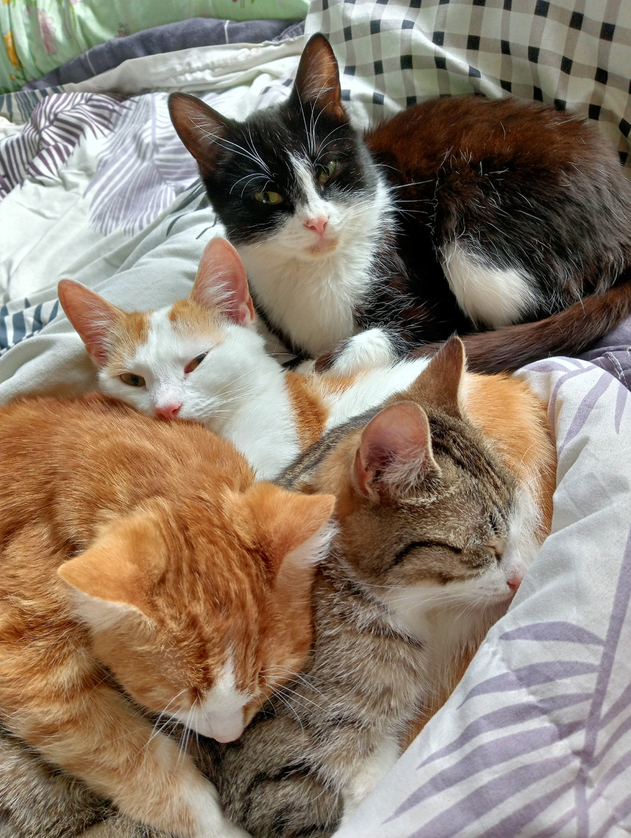 Наши котики 2025