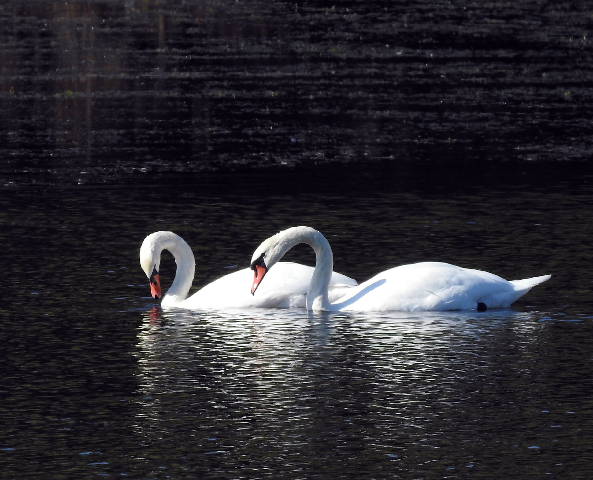 Фото: «Птицы города Курска»/ Павел Кудрин