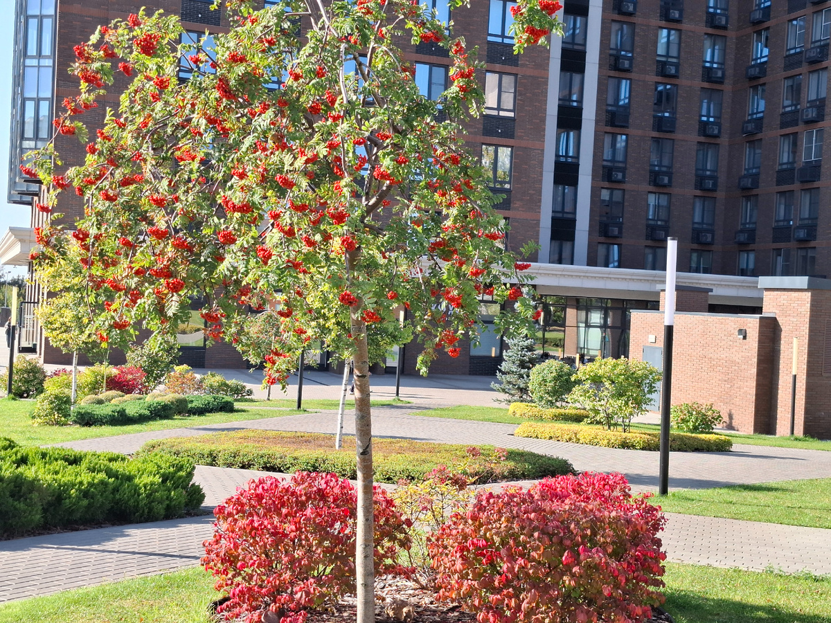 Рябина красная и кусты украшение зоны отдыха в городе 