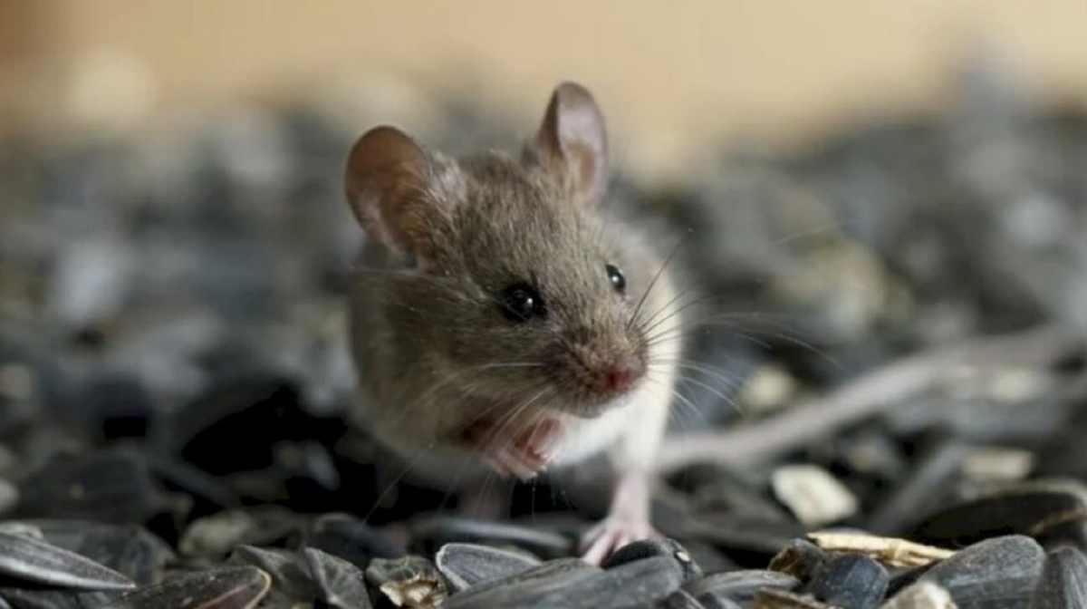 Ни мышей, ни вредителей и ни одного крота: как берёзовый дёготь избавит ваш участок от вредителей