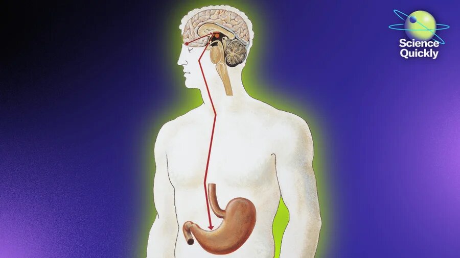    De Agostini/Getty Images