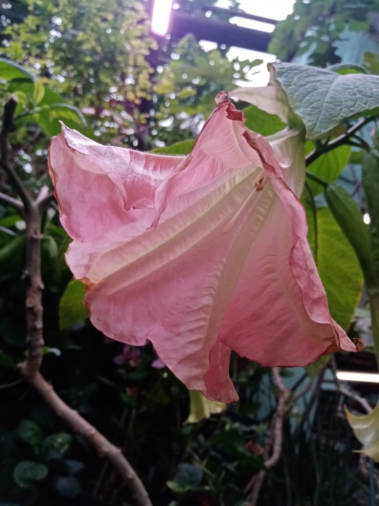    В Ботаническом саду собрана уникальная коллекция растений. Фото: АиФ-Прикамье/ Ирина Вервильская