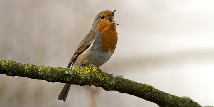 Есть две основных сложности птичкофотографии: подкрасться к крылатой так, чтобы она не улетела, и добиться того, чтобы резкой была именно птичка, а не ветка / Фото: unsplash.com