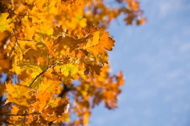    Когда в Воронежскую область придёт бабье лето?