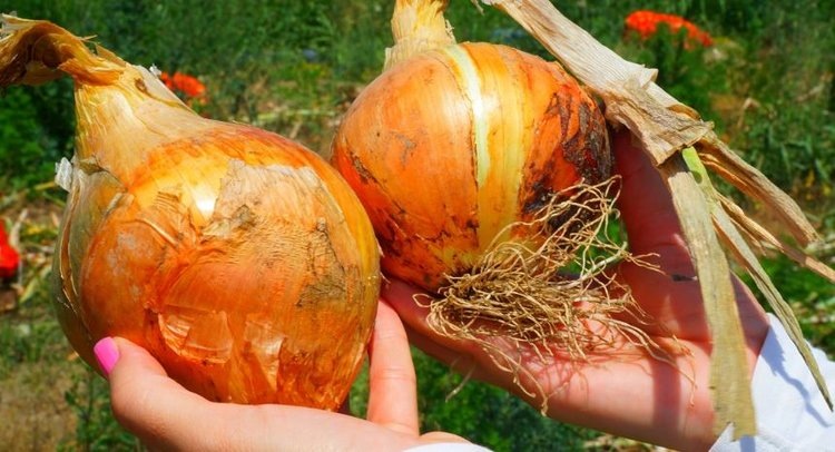 Фото: Минсельхозпрод Республики Дагестан.📷    Первое в СКФО механизированное хранилище приняло первую тысячу тонн лука

