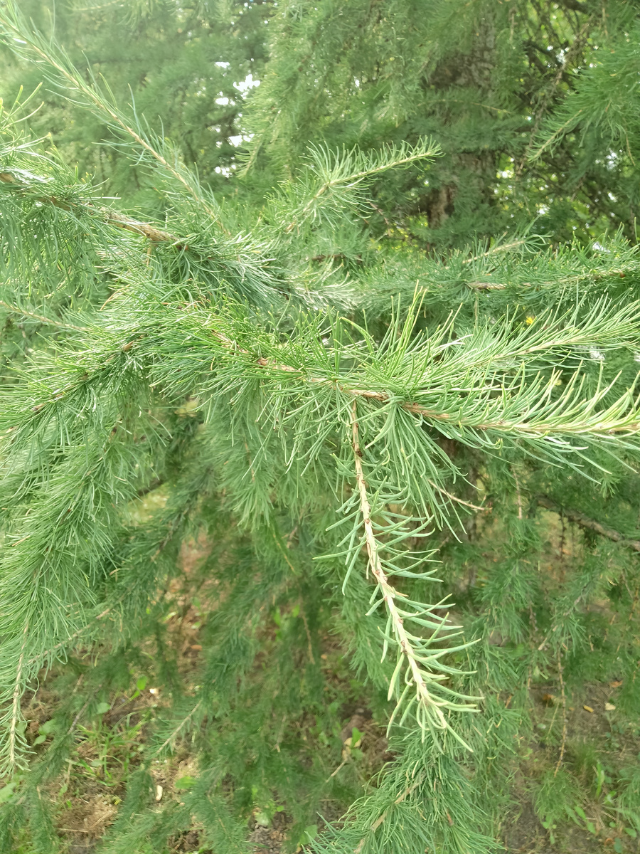 Фото автора просто для заставки