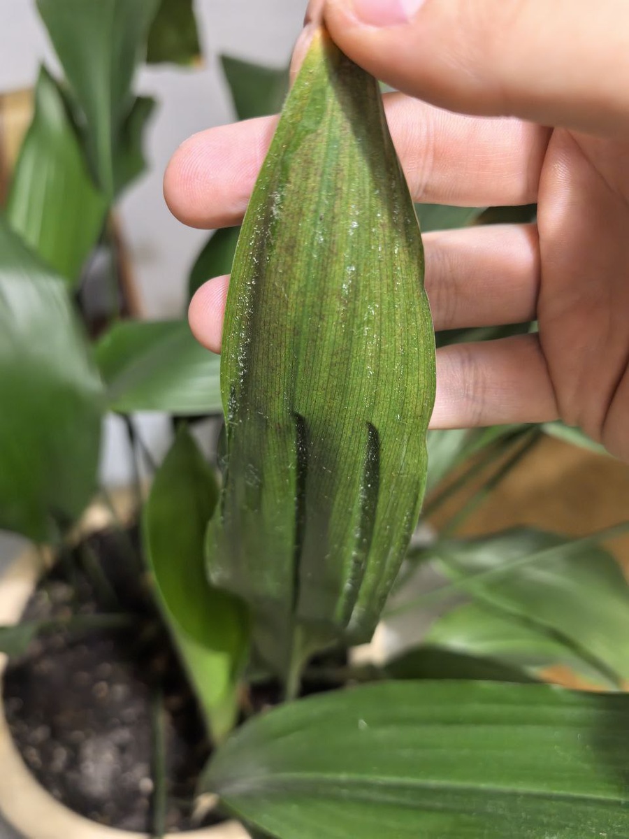 Как выглядит клещ на листьях