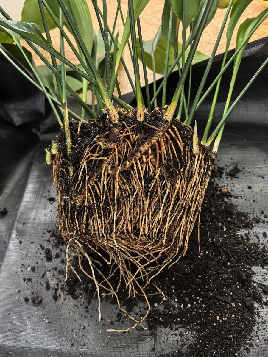 У Аспидистры очень мощная корневая система, которая уходит очень глубоко