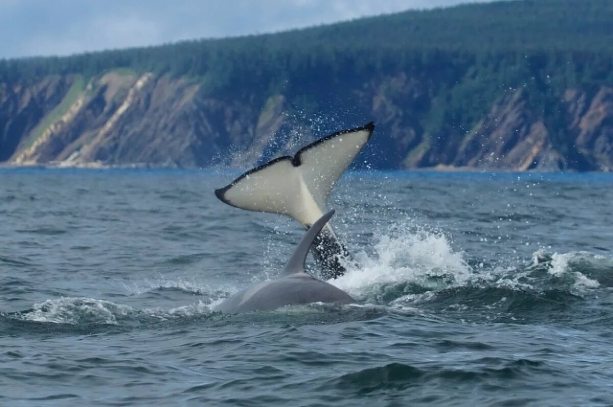    Ученый Стефанис рассказал, зачем банды косаток топят корабли
