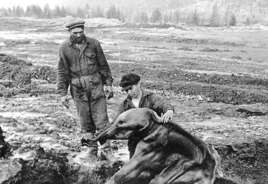 23 июня 1977 года. Находка мамонтенка в долине ручья Дима. Фото: Фото: из архива В. Юрина. Источник: magadanmedia.ru
