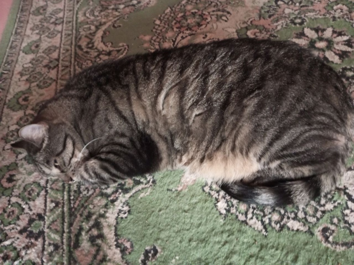 Ну и что, что посреди комнаты? Сон настиг!