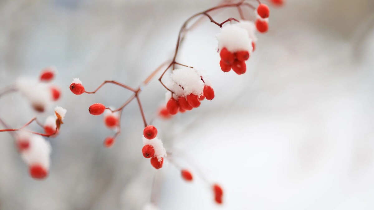    Фото: Юлия Чудинова/«Ямал-Медиа»