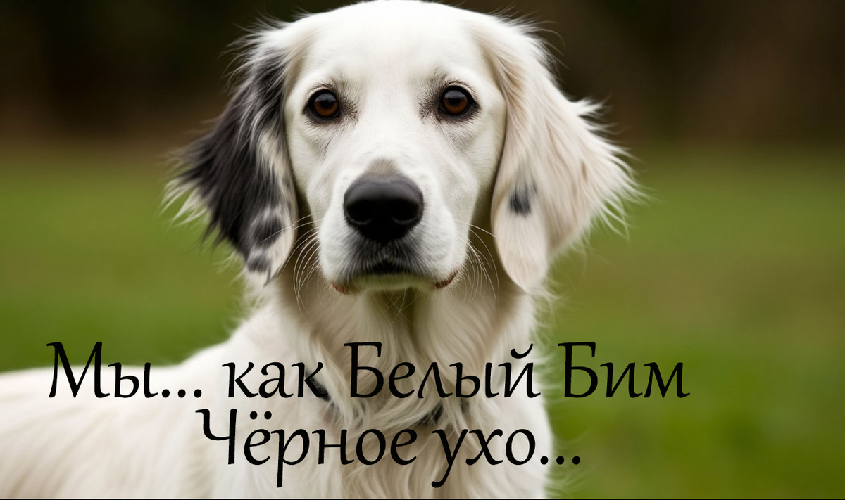 Мы как Белый Бим Чёрное Ухо...