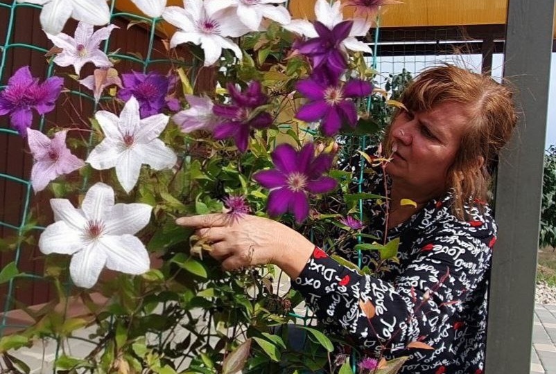 Не повторяйте моих ошибок! Как я научилась обрезать клематисы вслепую и сохранять цветы