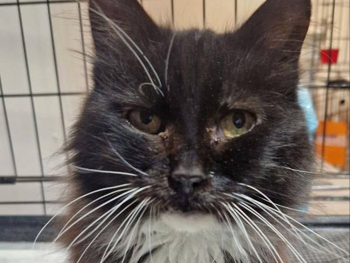 Спасаем Тишану