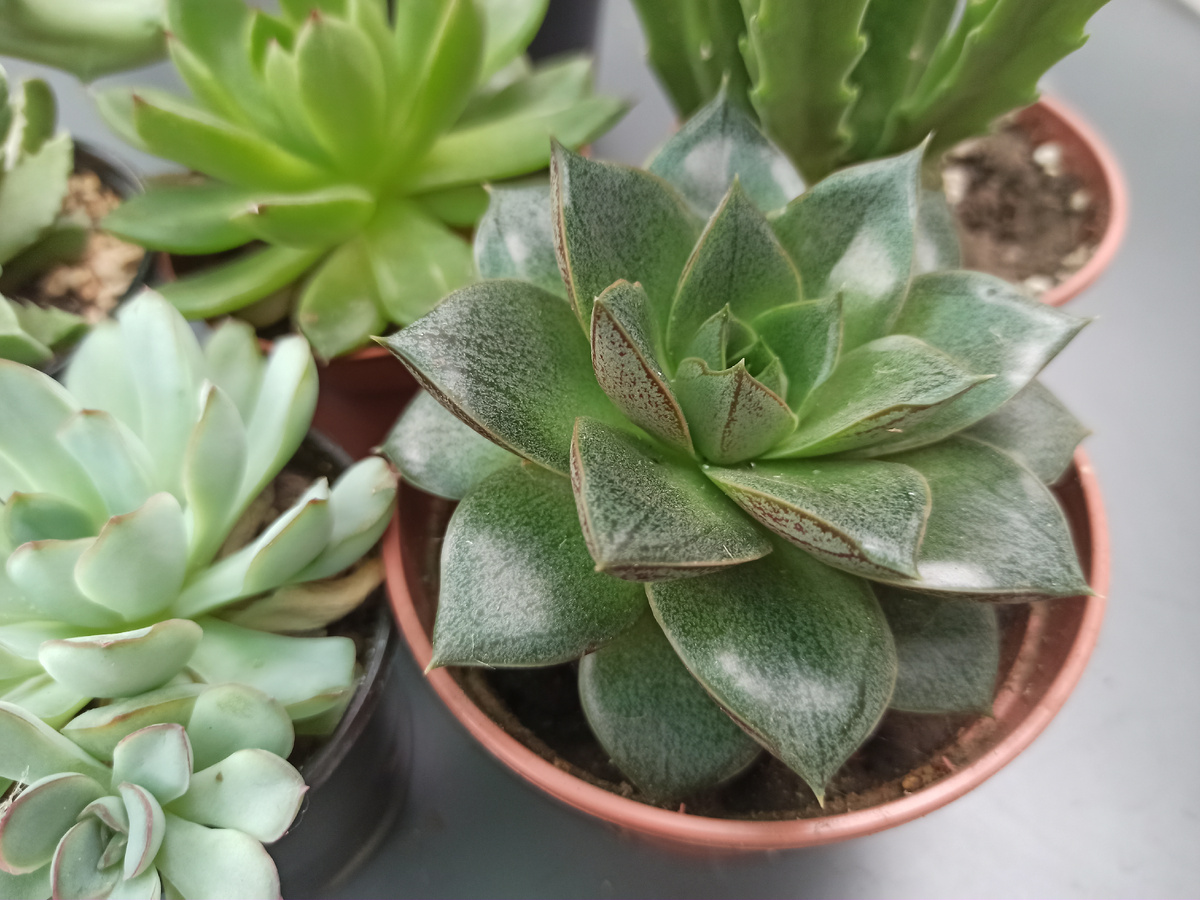 На этом фото эхеверии и стапелия - комнатные растения. Выношу их на улицу в мае. А заношу в дом в конце сентября, если позволяют температуры. Бывает, что приходится это делать и раньше. Фото автора.