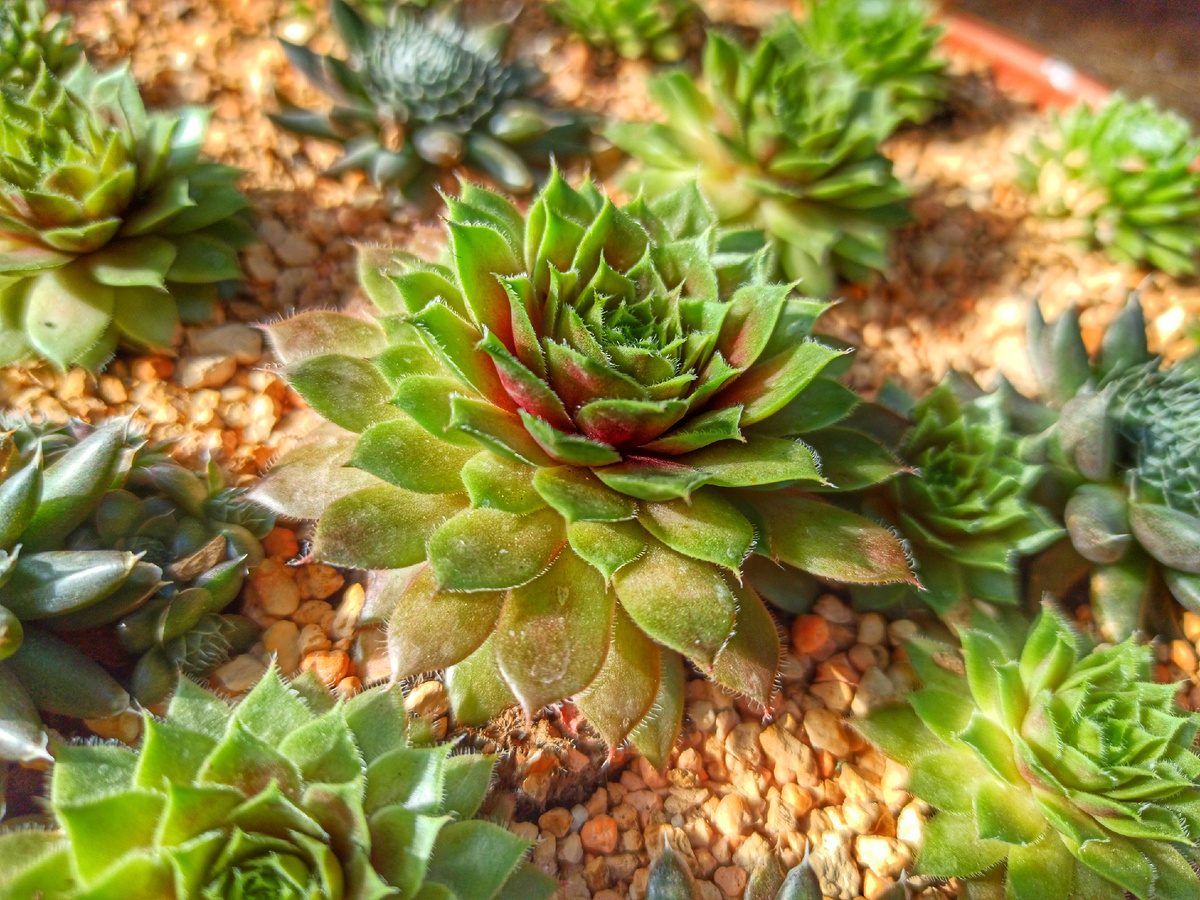 Молодило в моём саду: несколько разных видов прекрасно соседствуют друг с другом, создавая единую композицию. Фото автора.