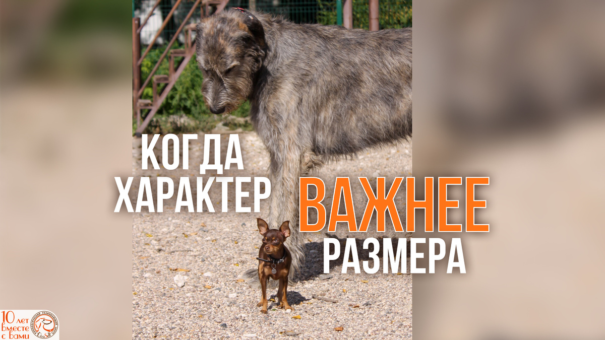 Символ всего дня 6 сентября: ирландский волкодав Моша и русский той Нисса. Этот кадр стал идеальным ответом на вопрос, что важнее в послушании | Фото: Алиса Пономарёва, специально для DogSelf