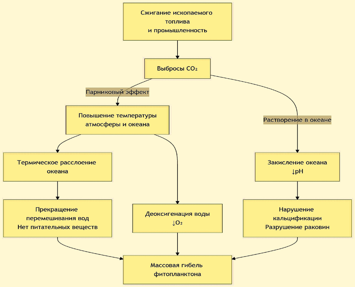 Прямое воздействие на фитопланктон - Эта схема показывает, как основные антропогенные факторы напрямую уничтожают фитопланктон