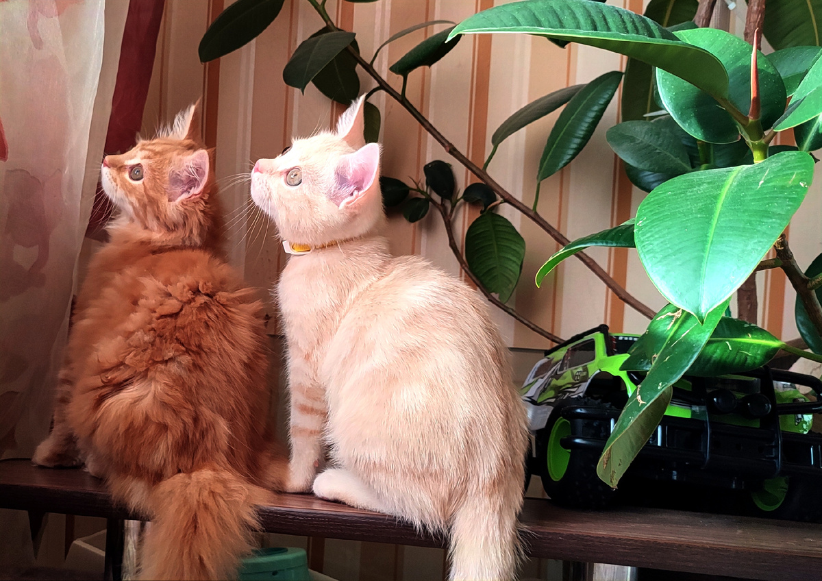 Кеша и Персик