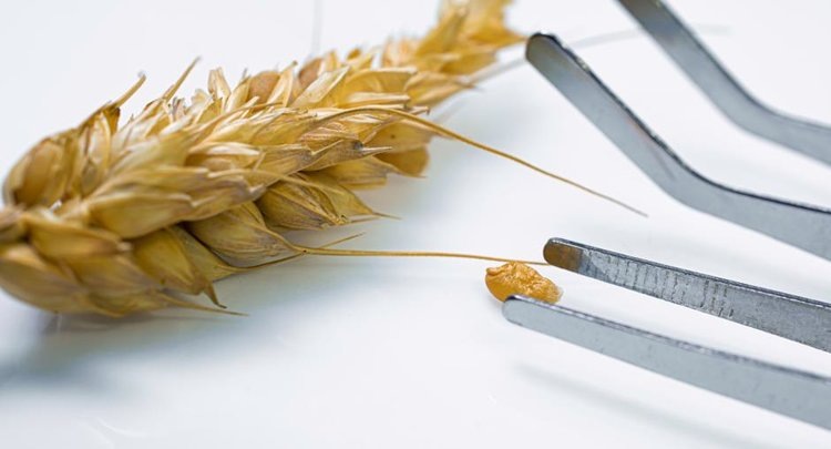    Фото: ФГБУ ЦОК АПК