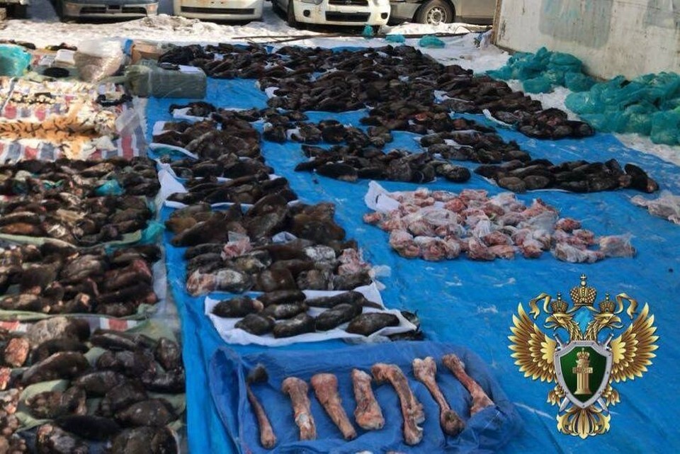    Автомобиль с запрещенным грузом был задержан при попытке вывоза за границу, общая стоимость изъятых частей животных потянула на 50 миллионов рублей. Фото: Дальневосточная транспортная прокуратура.