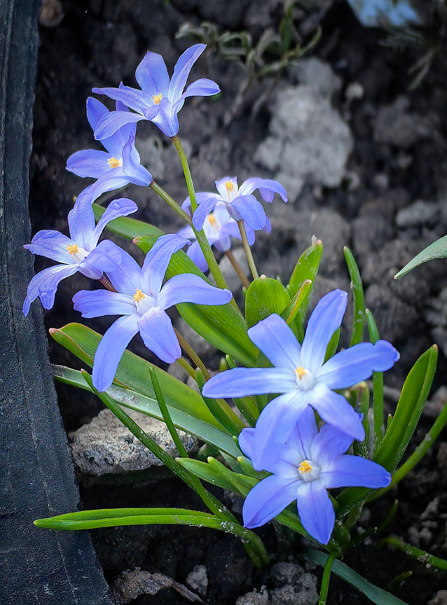 Хионодокса. Голубые цветочки-звёздочки как будто светятся