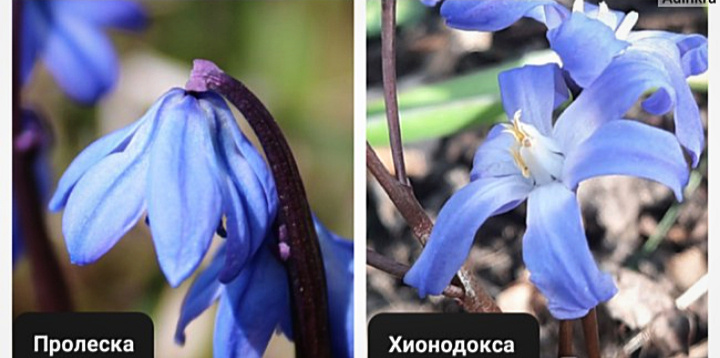 У пролески лазорево-синие цветы, а хионодокса более фиолетового цвета, есть также белые и розовые сорта