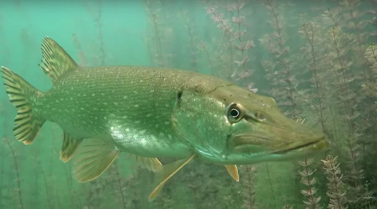    С щукой связана одна из главных легенд озера Тосканка