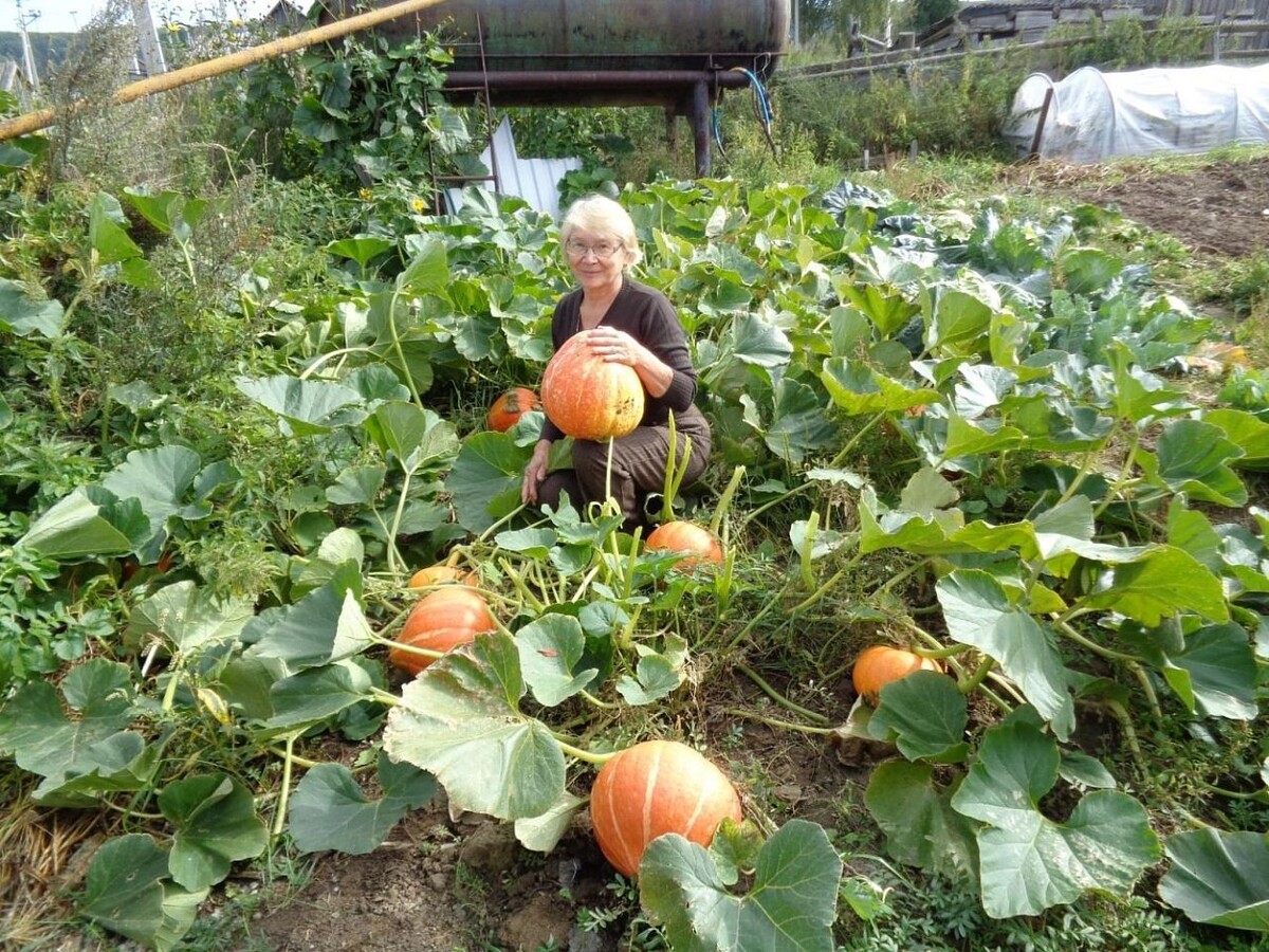    Югорские огородники делятся секретами выращивания тыквы