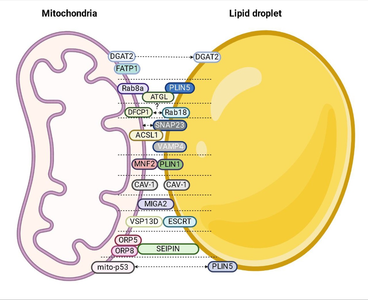 Белки, вовлеченные во взаимодействие митохондрий и липидных капель