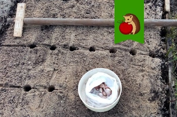 Благоприятные дни для посадки озимого чеснока в 2025 году