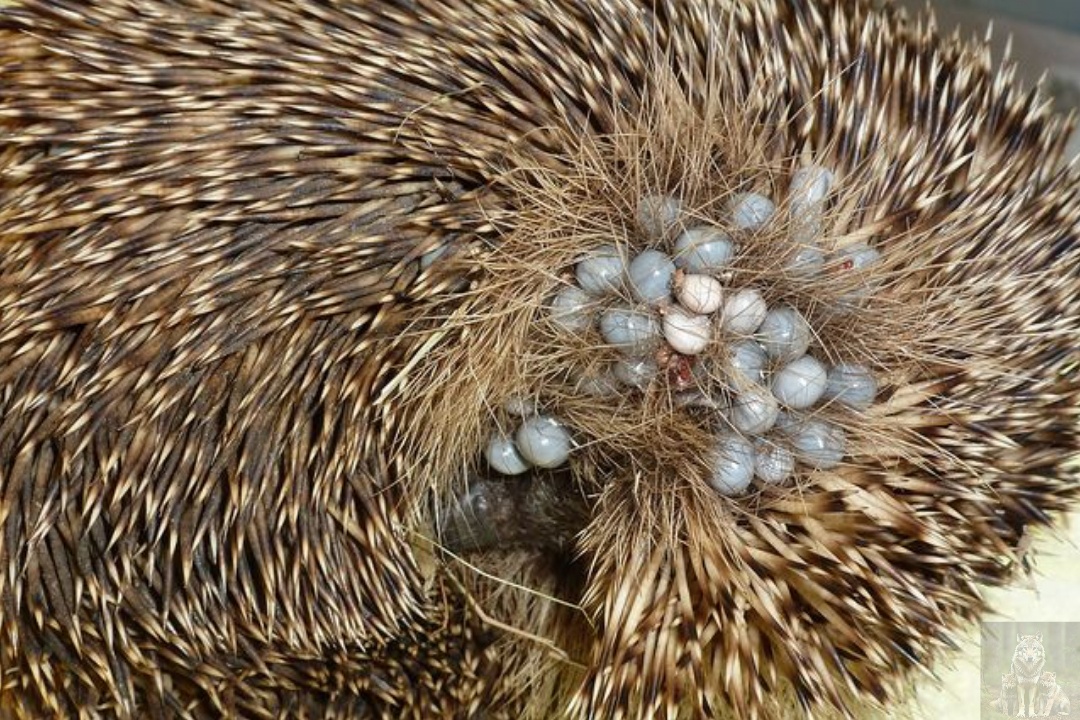 Из-за того что еж не может снять клещей ему приходиться терпеть это