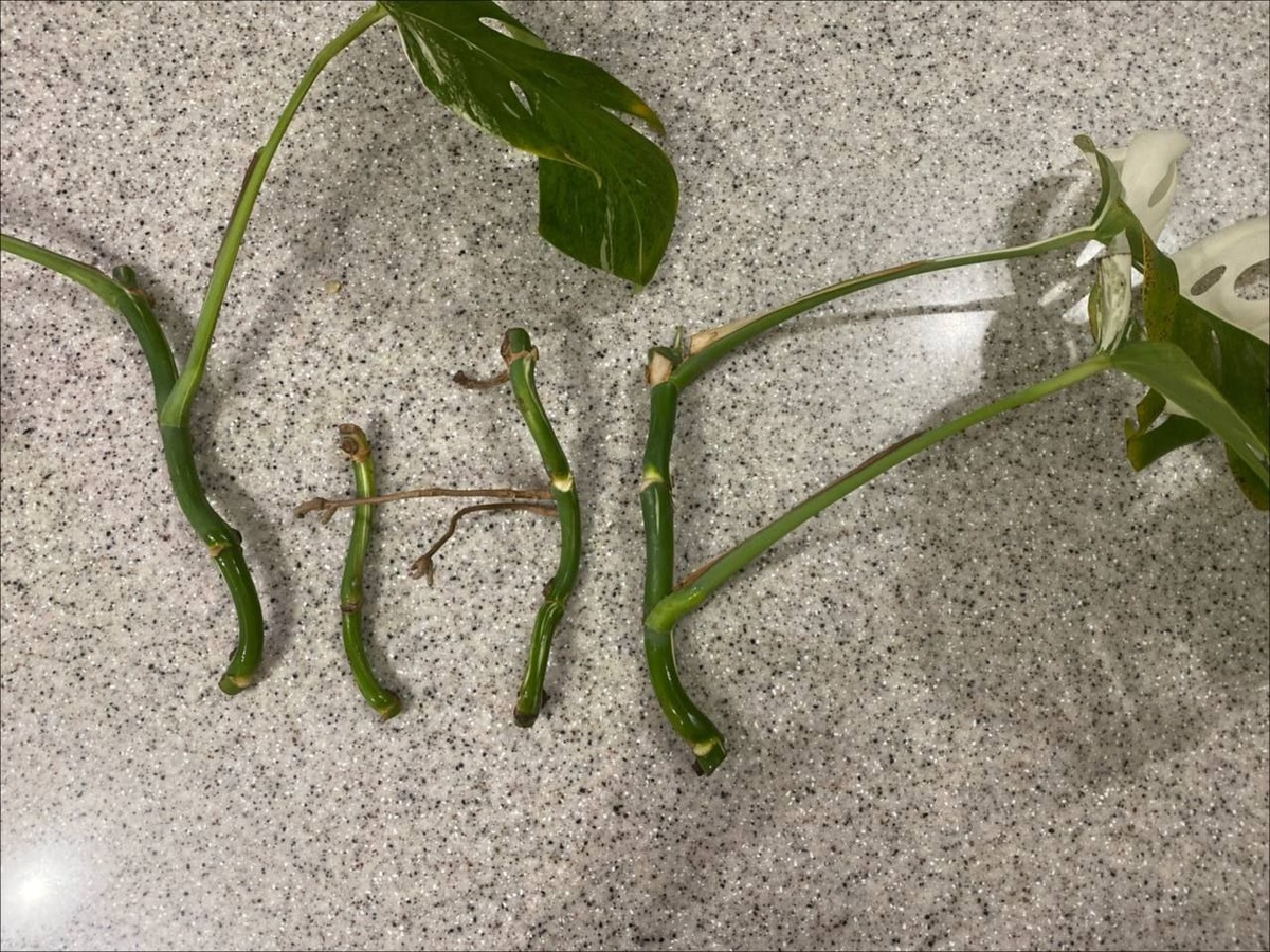 Что у меня получилось при обрезке материнского растения